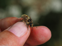 Bombus deuteronymus
