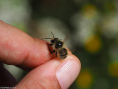 Bombus deuteronymus