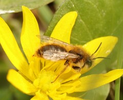 Andrena taraxaci