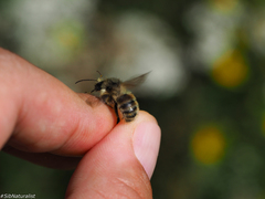 Bombus deuteronymus