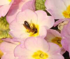 Andrena bicolor