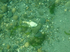 Myoxocephalus polyacanthocephalus