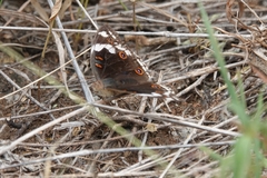 Junonia oenone