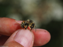 Bombus deuteronymus
