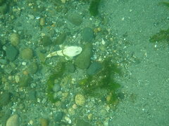 Myoxocephalus polyacanthocephalus