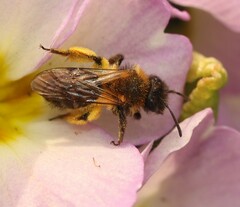 Andrena bicolor