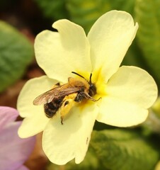 Andrena bicolor