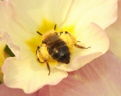 Andrena bicolor