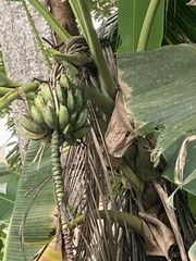Musa balbisiana
