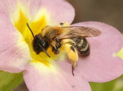 Andrena bicolor