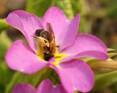 Andrena bicolor