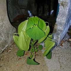Acalypha indica