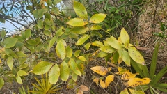 Carya floridana