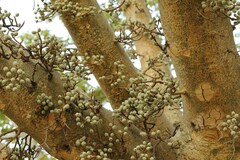 Ficus sycomorus sycomorus