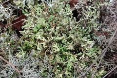 Cladonia foliacea