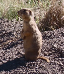 Cynomys gunnisoni