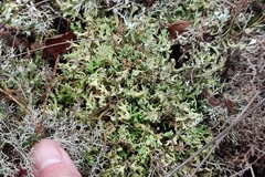 Cladonia foliacea