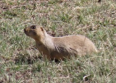 Cynomys gunnisoni