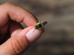 Bombus deuteronymus