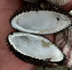 Lunarca ovalis