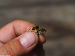 Bombus deuteronymus