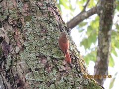 Lepidocolaptes souleyetii