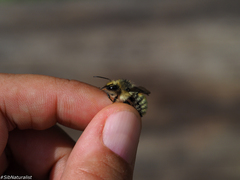 Bombus deuteronymus