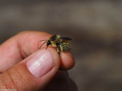 Bombus deuteronymus