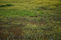 Ranunculus paludosus