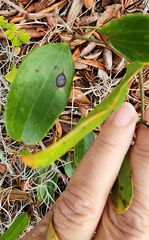 Smilax auriculata