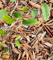 Smilax auriculata