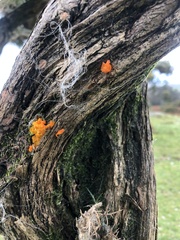 Tremella