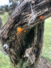 Tremella