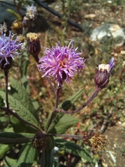 Vernonia greggii