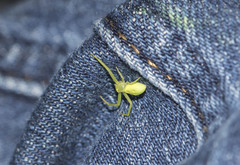 Misumena spinifera