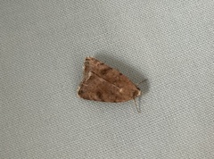 Micrathetis