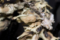 Tremella tuckerae