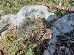 Mammillaria linaresensis