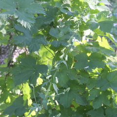 Aconitum lasiostomum