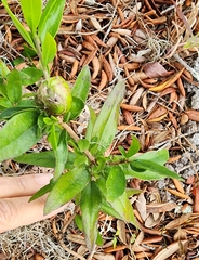 Eclipta prostrata