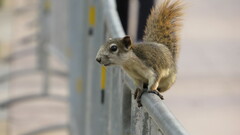 Callosciurus finlaysonii