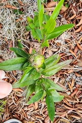 Eclipta prostrata