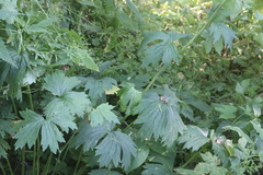 Aconitum lasiostomum