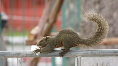 Callosciurus erythraeus