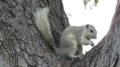 Callosciurus finlaysonii