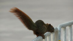 Callosciurus erythraeus