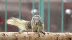 Callosciurus finlaysonii