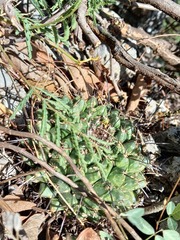 Mammillaria linaresensis