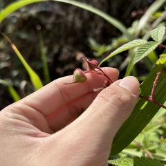 Rubus croceacanthus