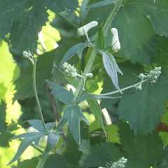Aconitum lasiostomum